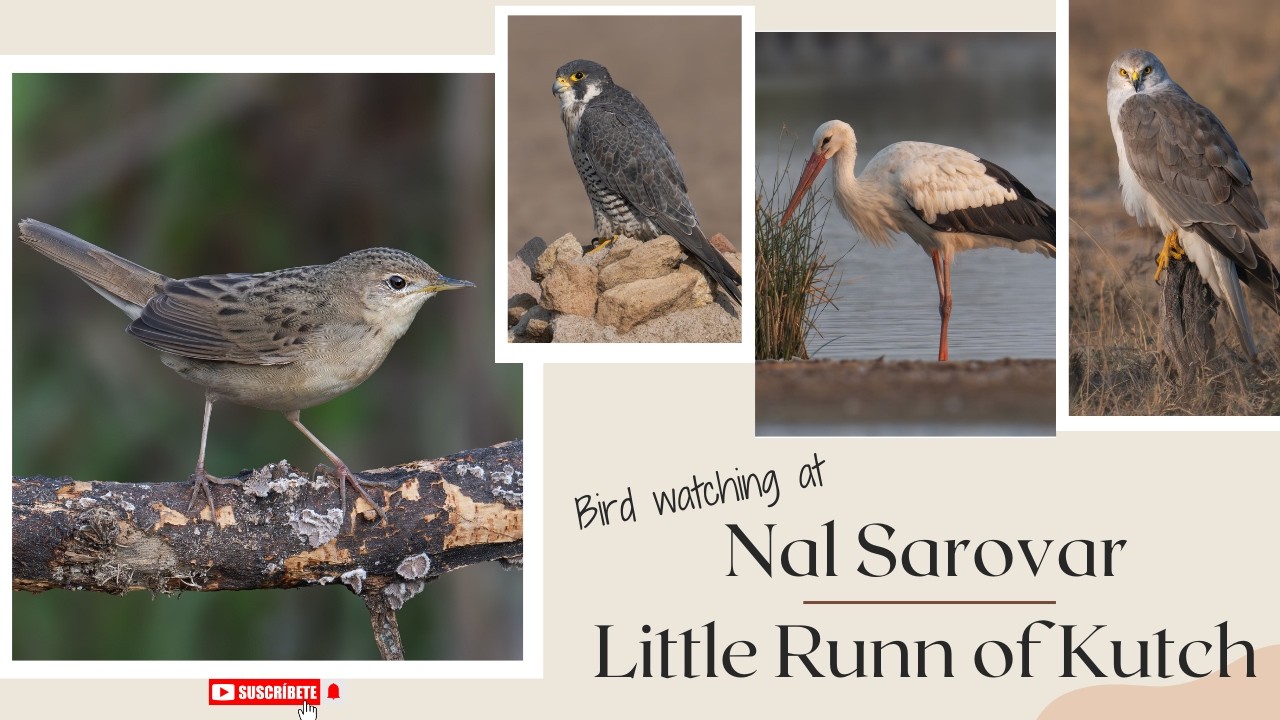 Bird watching at Nal Sarovar and Little Rann of Kutch.. #birds #wildlife #trending