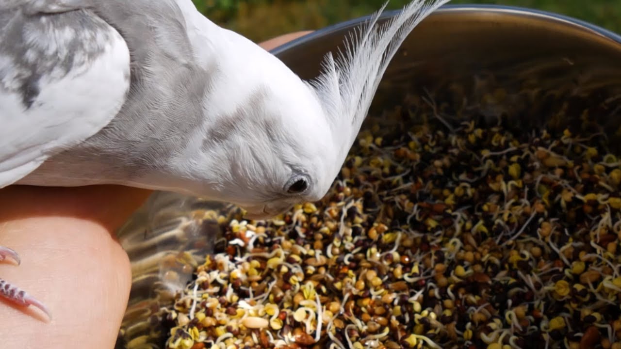 My birds try sprouted seeds