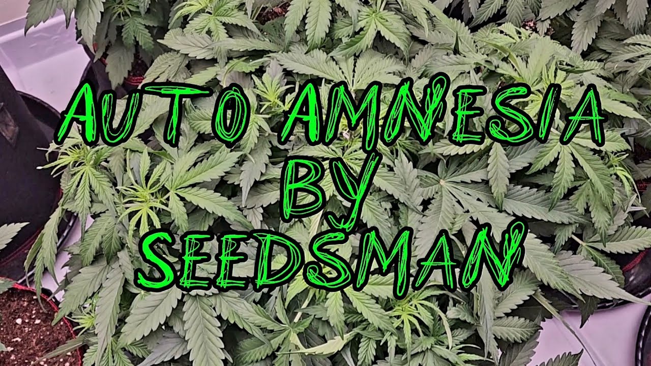 Strain Highlight | Auto Amnesia by Seedsman #strainhighlight #autoamnesia #seedsman #diyautoflower