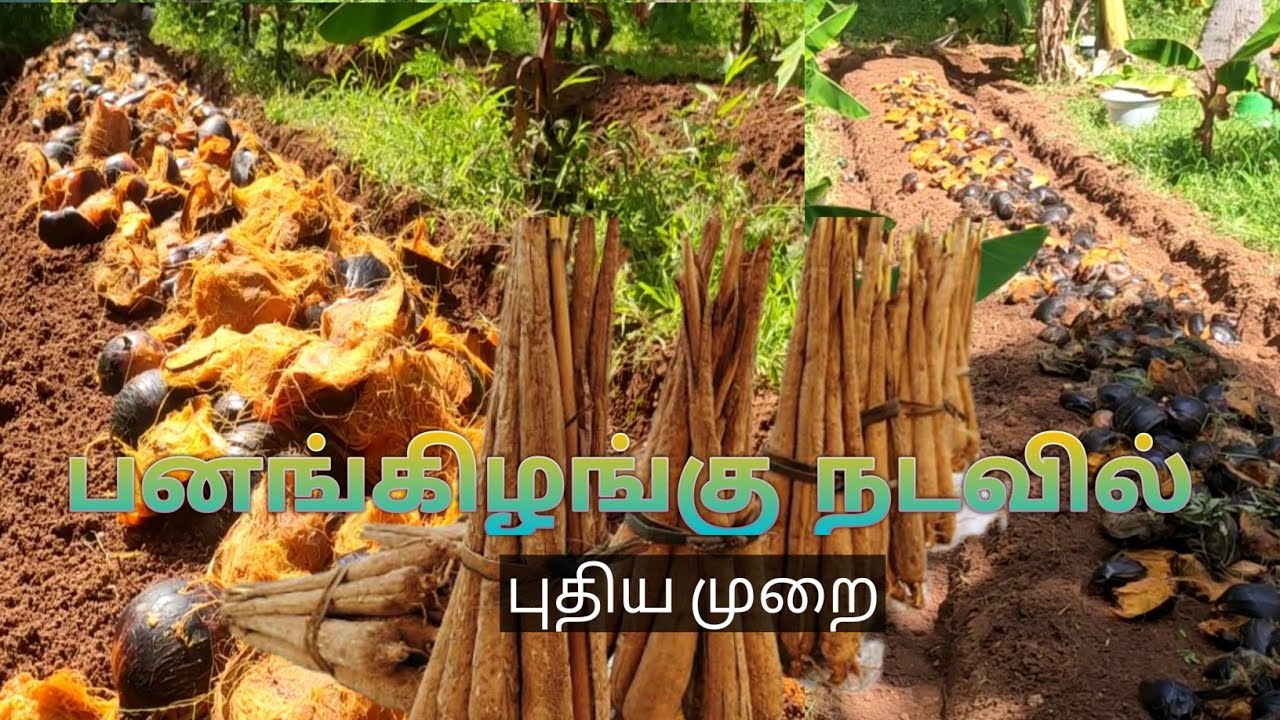 pana kilangu eppadi poduvathu |  Palmyra sprouts cultivation | pana kilangu valarpu |  panankilangu
