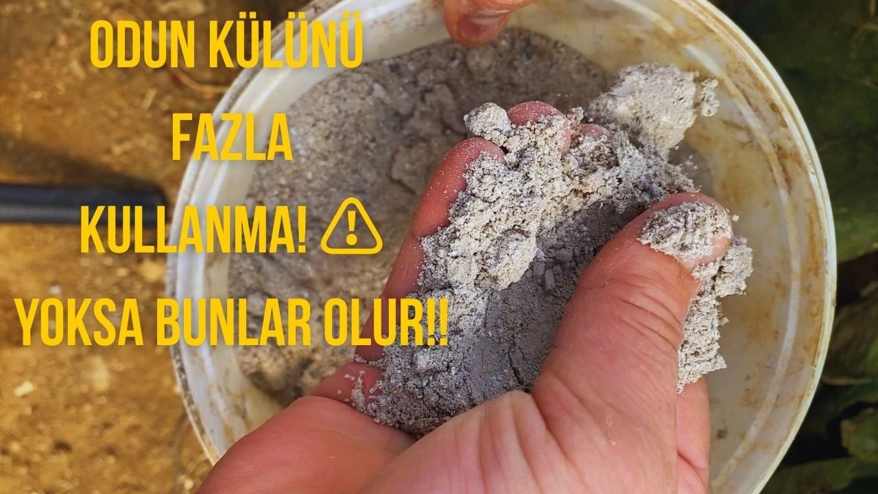 Toprağa Odun Külü Döküyorsan Bunu Bilmeden Yapma!
