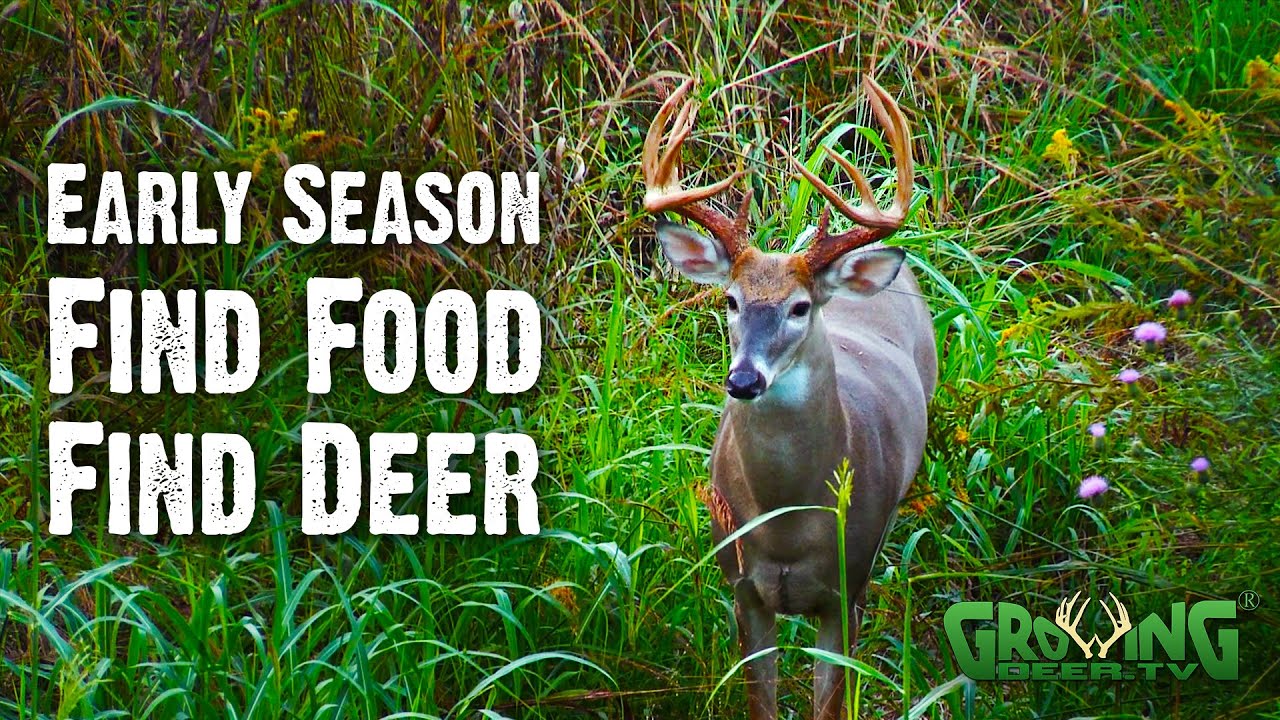 How to Find Big Bucks Early Season - Food Sources are Key (775)