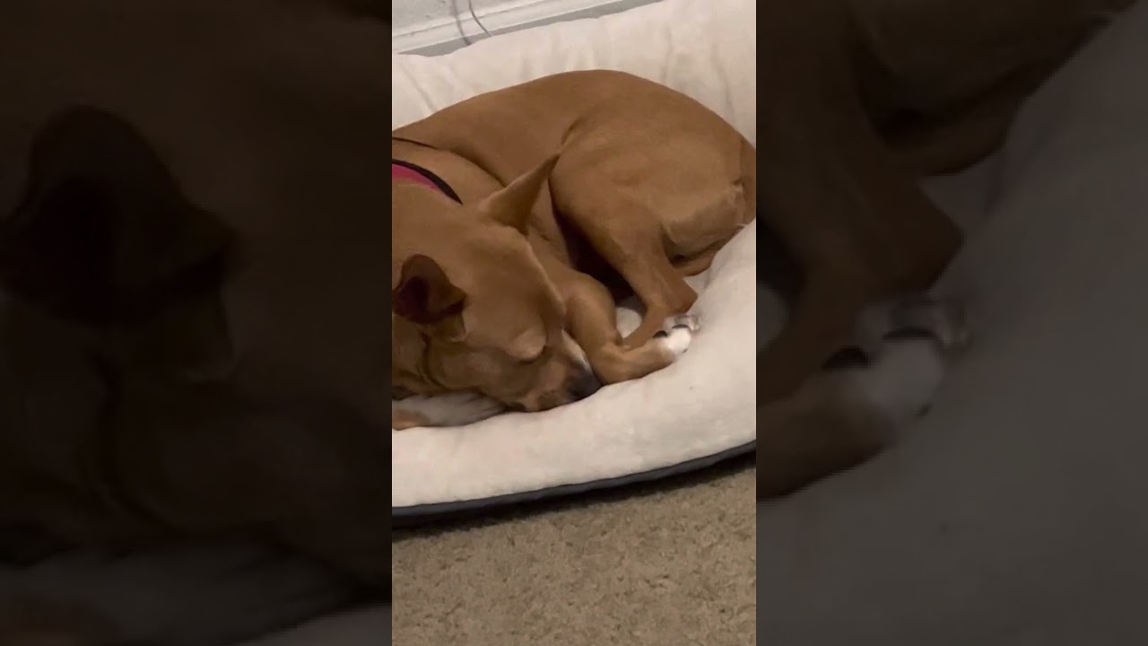 Dog nail biting ASMR
