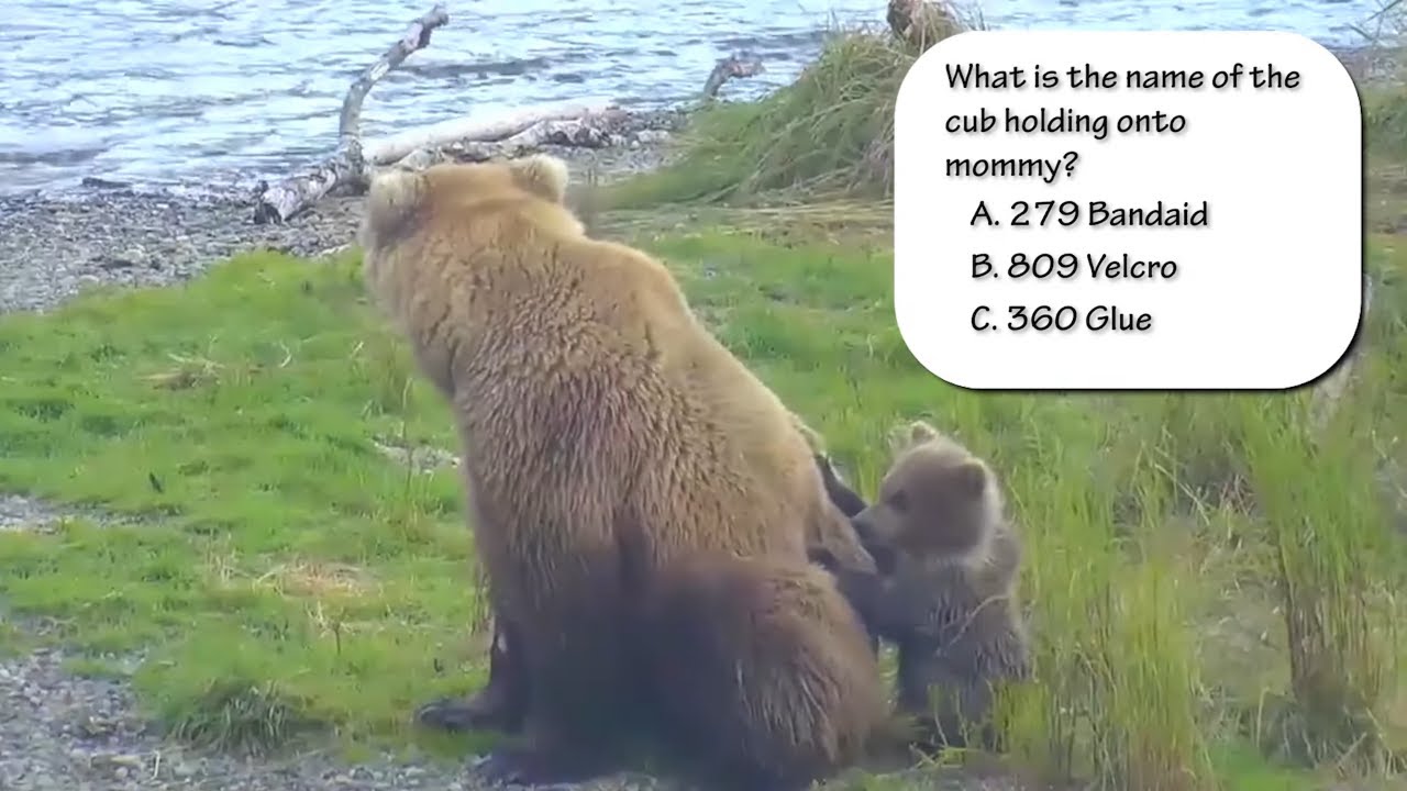 Katmai Bear Cam Trivia - Vol 2.  -  The Name Game!