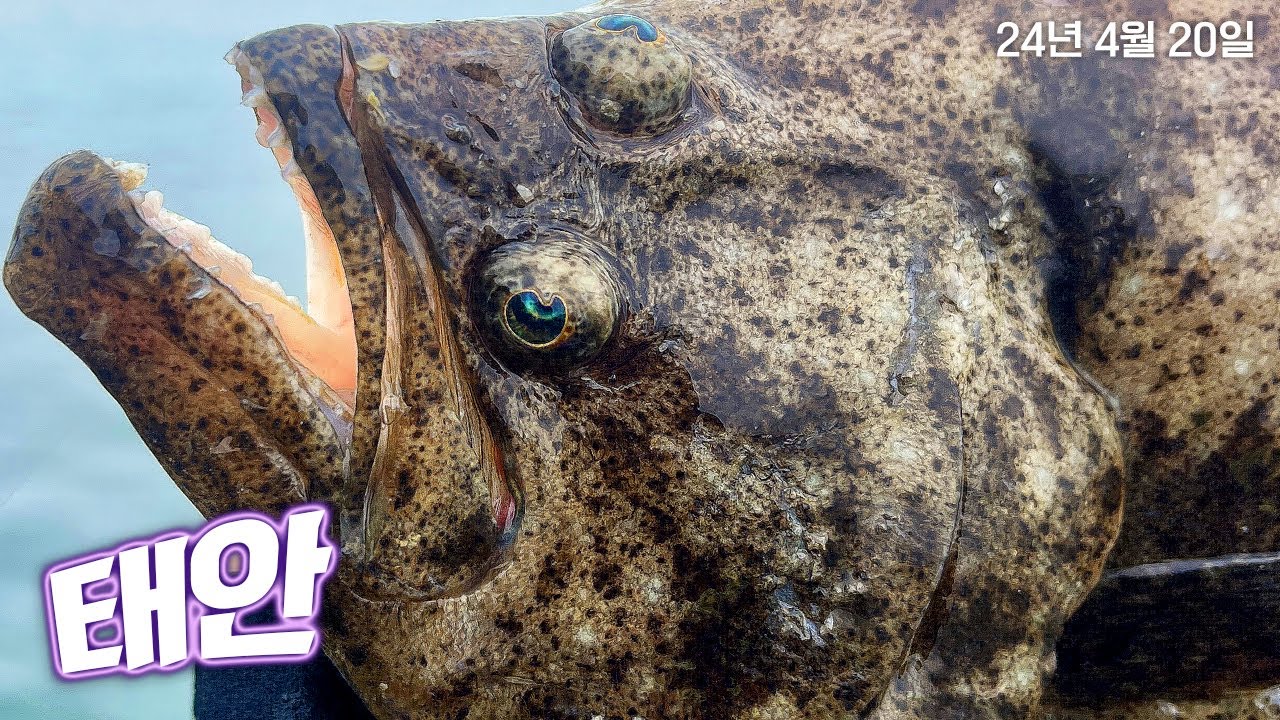 광어 루어낚시 확실한 포인트 (4월 20일)