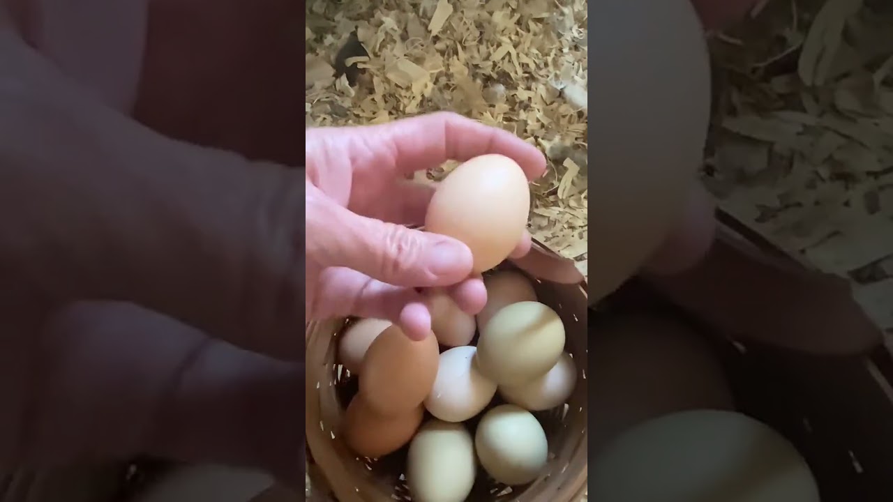 Egg collecting time #eggs #chickens #raisingchickens