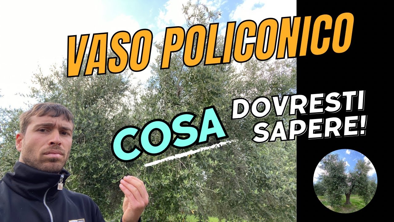 Dovresti potare o no i tuoi olivi a vaso policonico? Il mio parere
