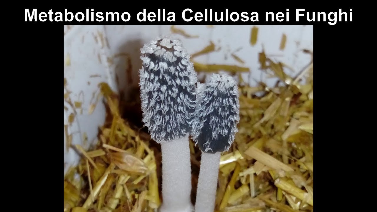 Metabolismo della Cellulosa nei Funghi #micologia #biologia #funghi