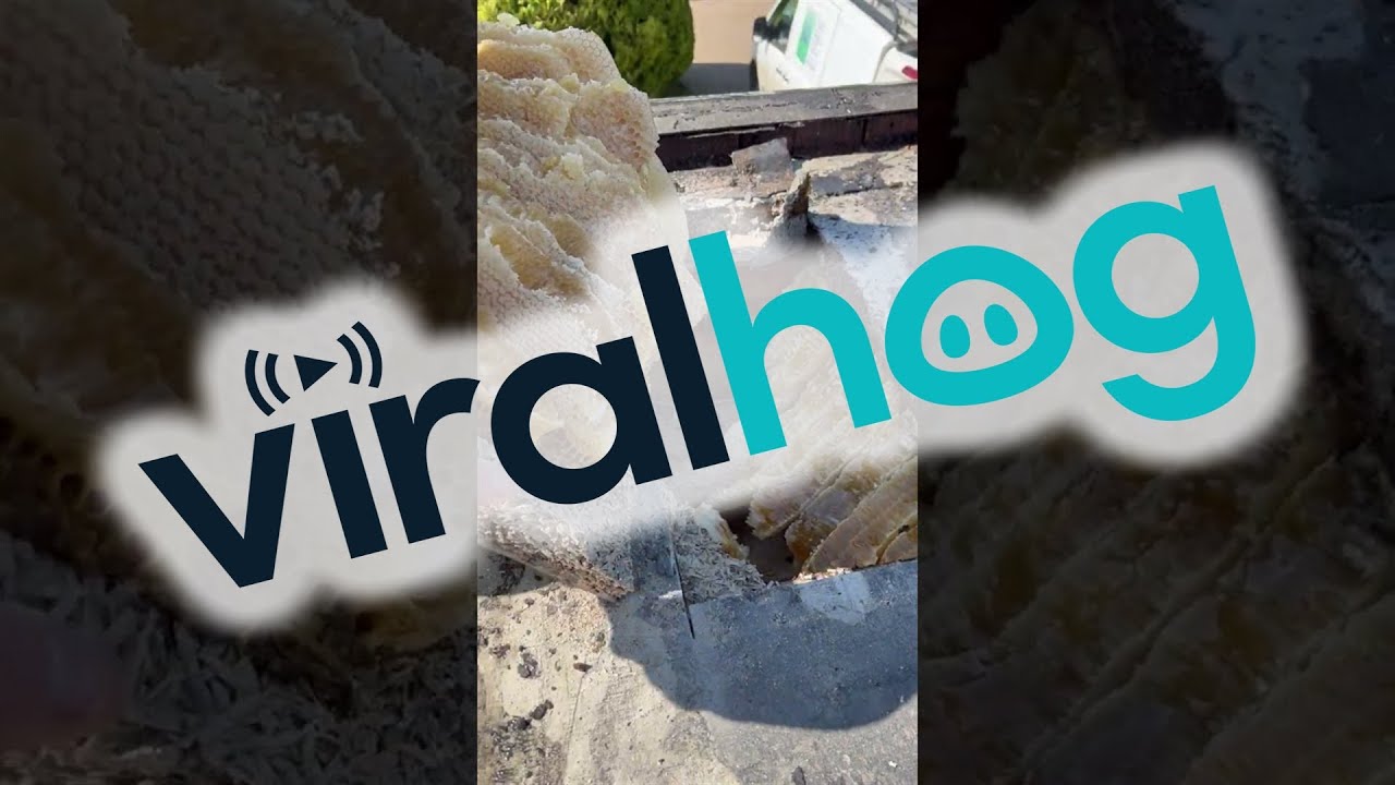 Uncovering a Honeybee Hive || ViralHog
