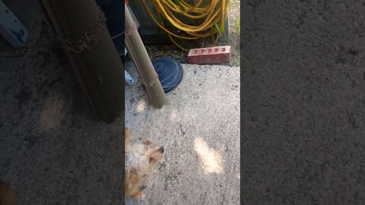 🐕Frys dog from futurerama in real life🐶