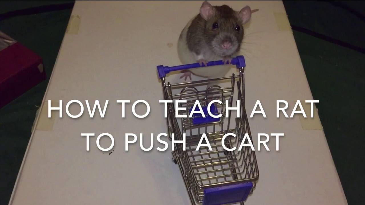 How to Train a Rat to Push a Shopping Cart