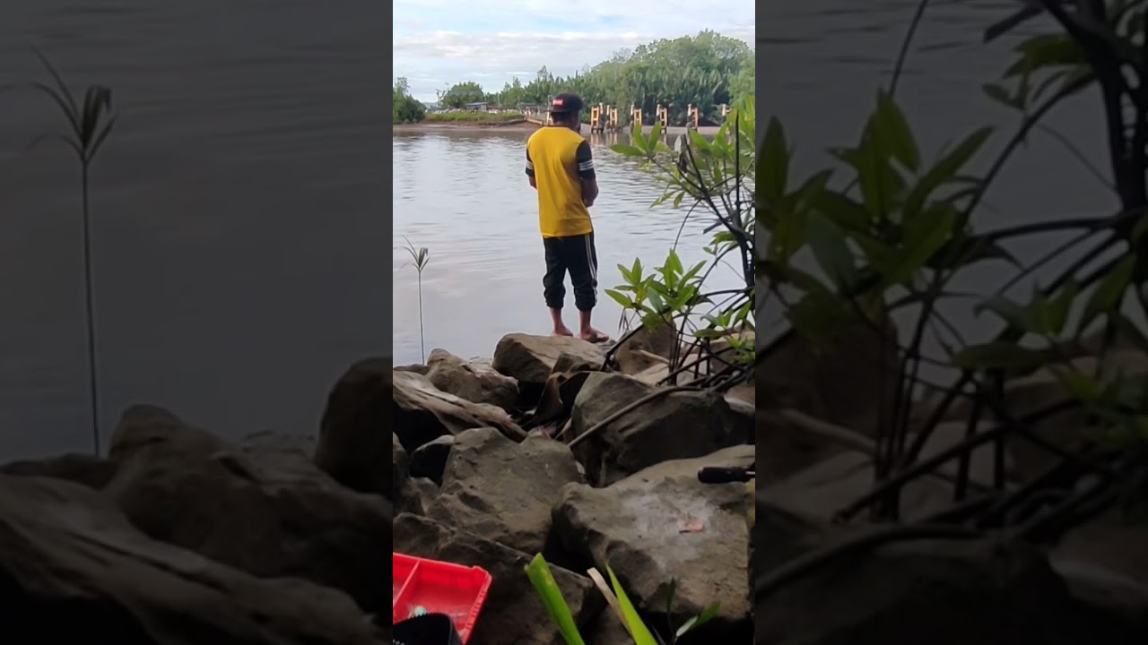 casting kerapu || kerapu #grouperfish #casting