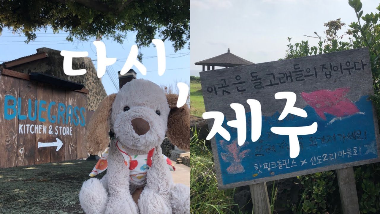 [제주 서쪽여행] 돌고래 찾아다니고, 해수욕하고, 오름도 오르고, 고양이 밥도 챙겨주는 7월 제주도라이프