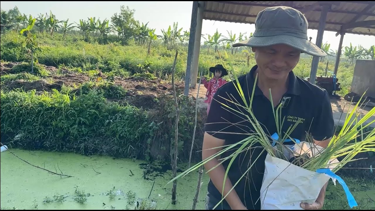 Trồng Sả Hữu Cơ Làm Thuốc Và Gia Vị Tại Vườn | Grow Organic Lemongrass for Medicine & Cooking