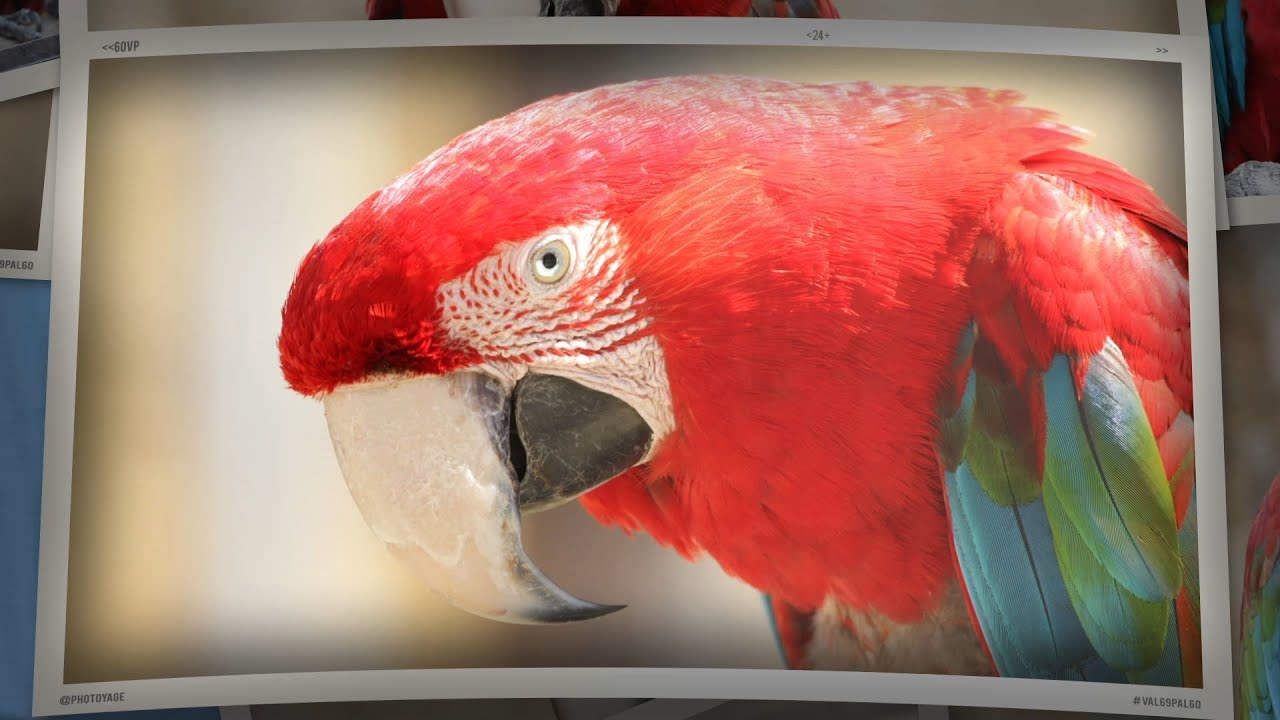 Red-and-green Macaw / Ara chloropt&egrave;re - BioParc de Dou&eacute; La Fontaine