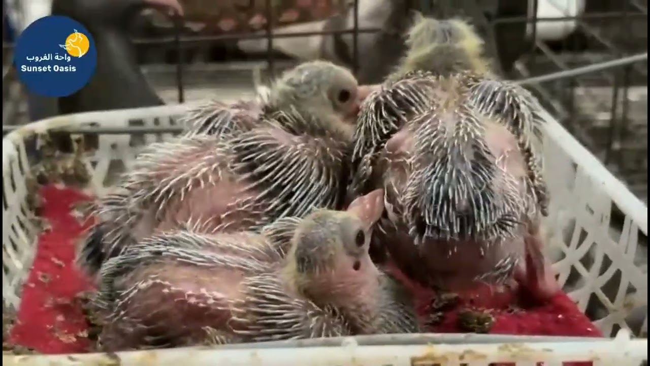 جوله فى مزارع الحمام اللاحم فى الصين