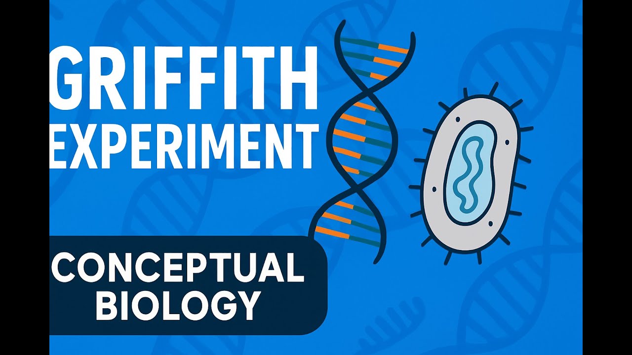 Griffith Experiment Explained for Biology | DNA Transformation & Conceptual Learning