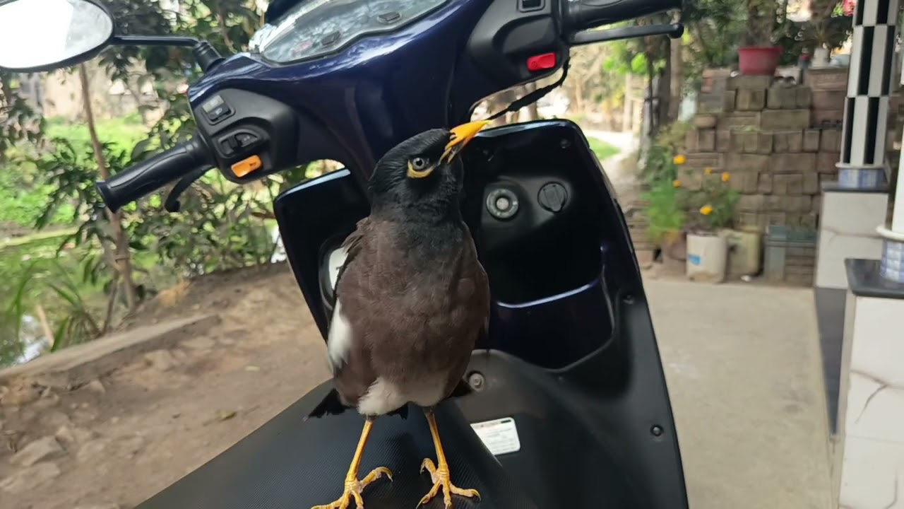 Cute Myna vlog #birds 