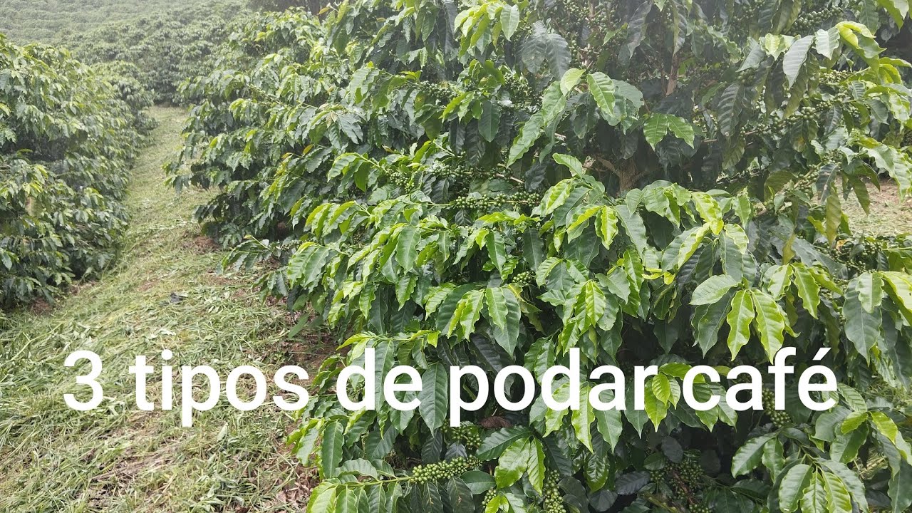 3 tipos de podar café