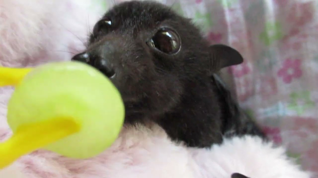 Baby Mia Survives Despite The Odds