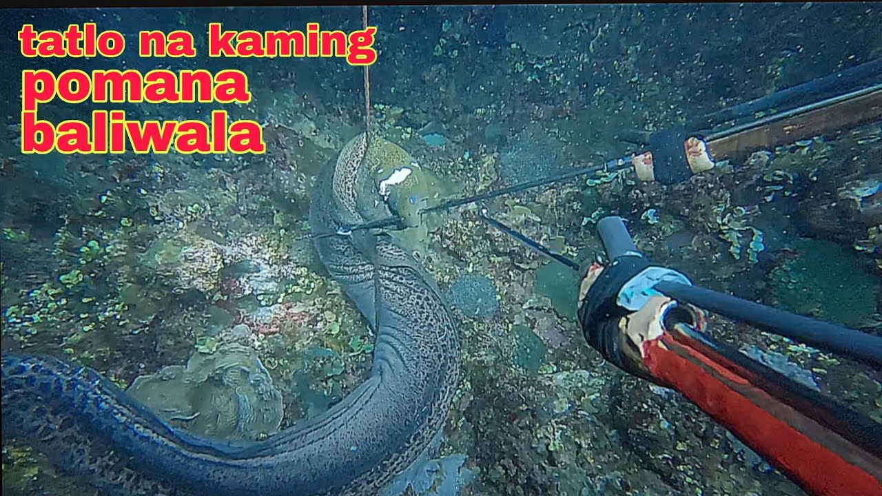 ep631 malaking ahas dagat tatlo na kaming pumana baliwala