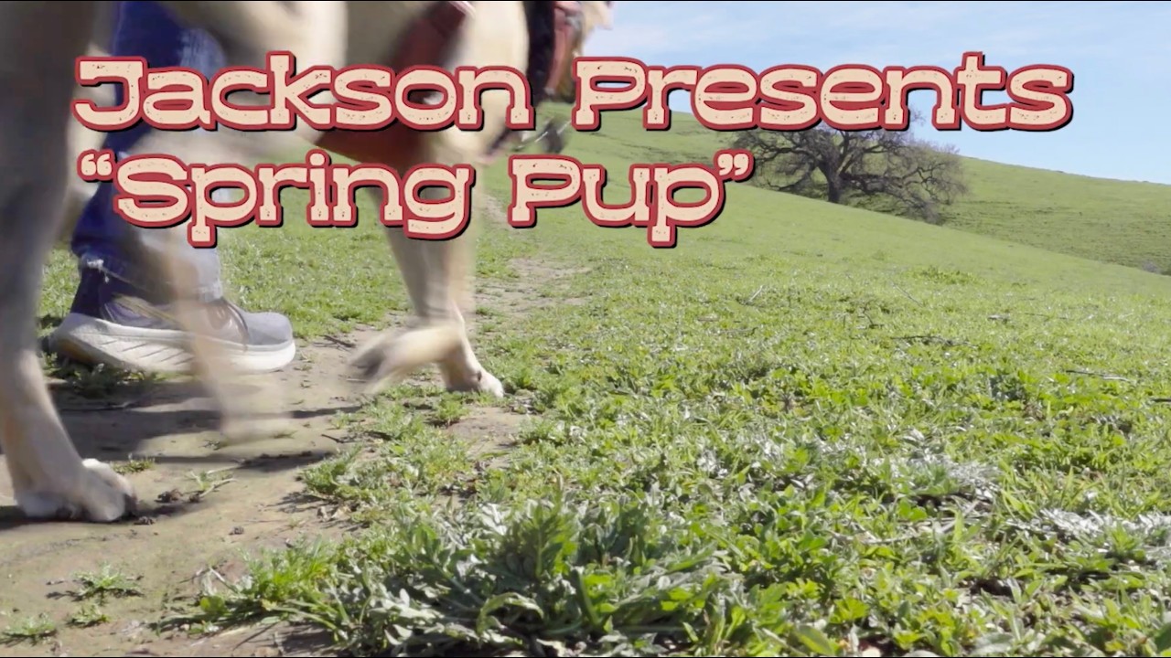 Jackson Presents: Spring Pup