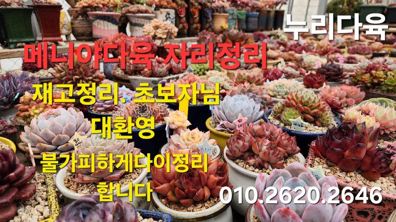 메니야님 다이정리. 저렴한가격 구경들오세요. 010.2620.2646
