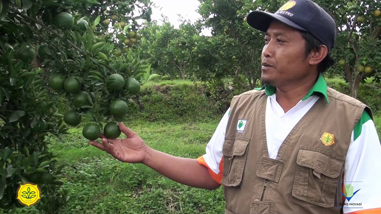 Cara Mudah Buahkan Jeruk Keprok