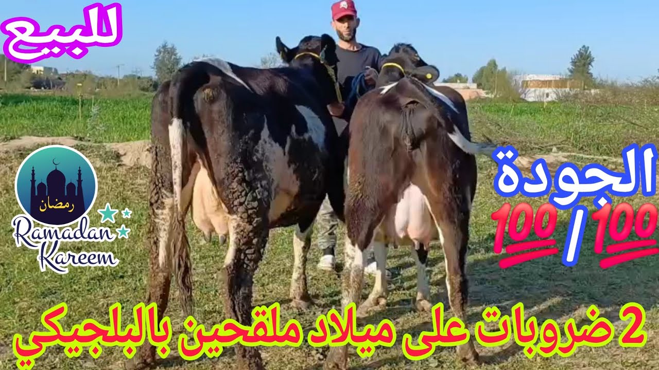 تباااارك الله💫2 ضروبات على ميلاد ملقحين بالبلجيكي🥇إتصل06.15.86.28.07📞ألو سي واليد نواحي الغرب🇲🇦 