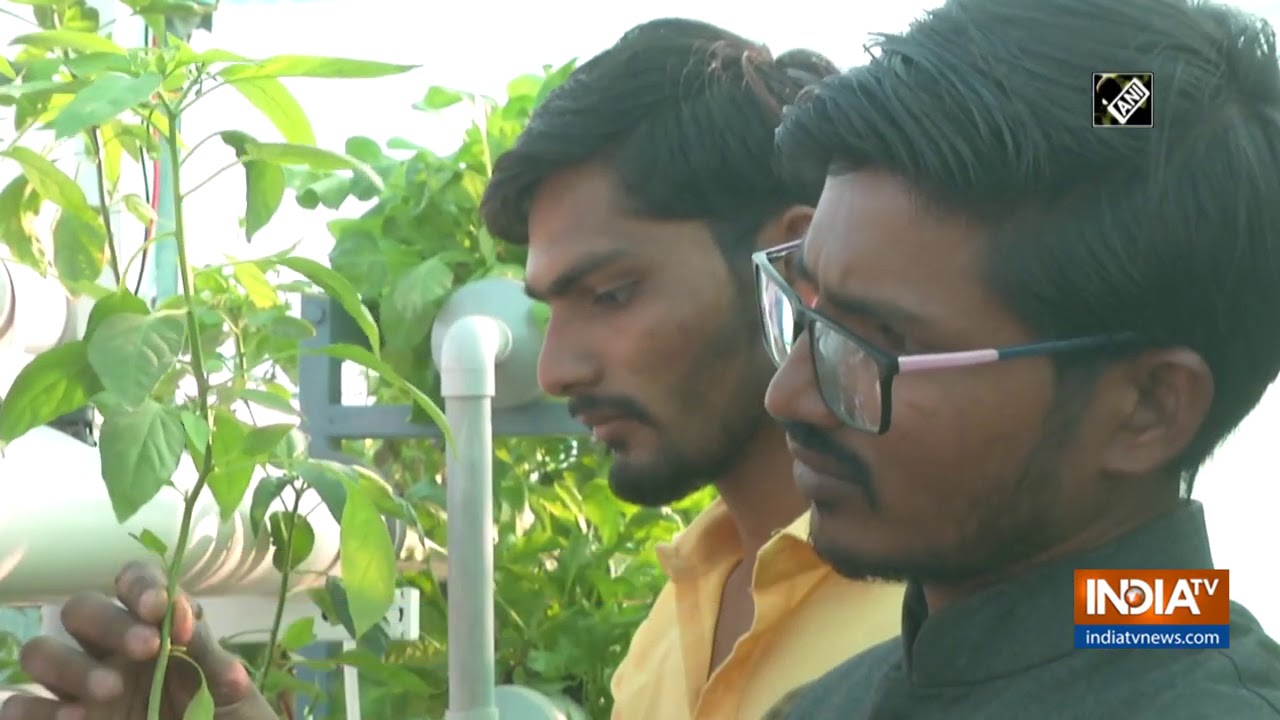 Local uses soil-free technology to grow vegetables on terrace garden in Rajkot