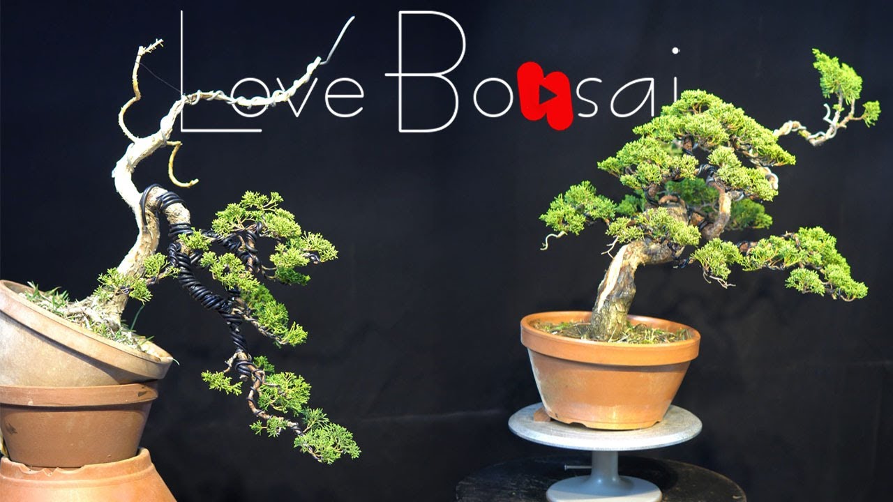 How to bend a bonsai - great bonsai bending skills 