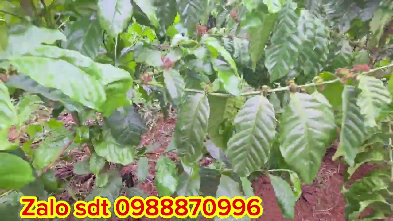 Cần nhượng 2,4 héc cà phê tơ siêu đẹp.4000 cà phê năm thứ 4.cách khu dân cư moi tiện ích 300 met