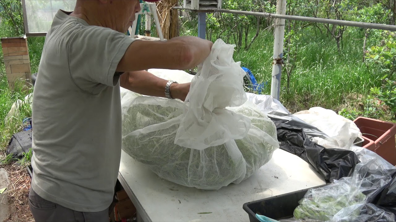 菜園だより190520蚕豆・採種・誘引・ニンニク