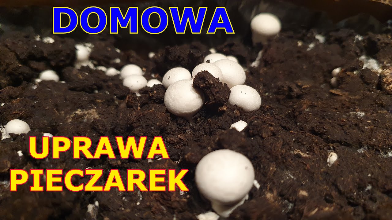 Domowa Uprawa Pieczarek - informacje