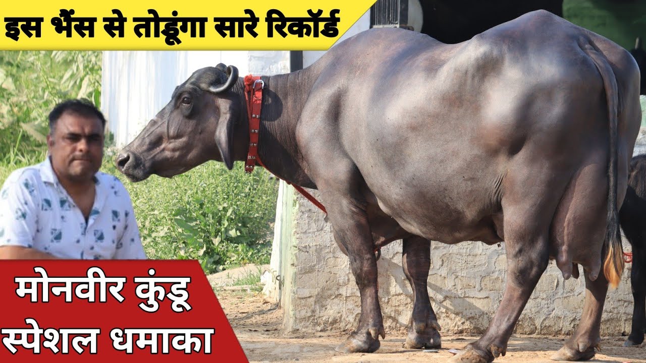 मोनवीर कुंडू स्पेशल होली धमाका, ये भैंस तोड़ेगी सारे रिकॉर्ड || Aryan Kundu Dairy Farm (9812930814)