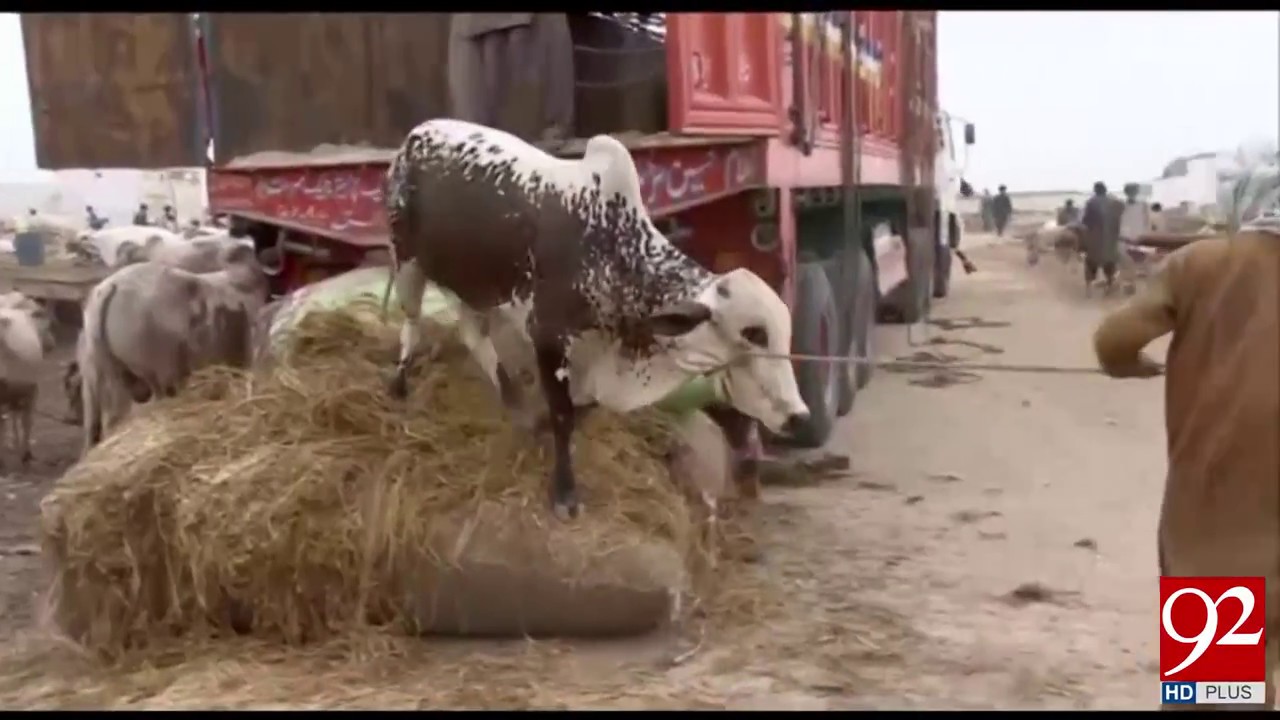 Asia's largest animal market in Karachi - 02 August 2017 - 92NewsHDPlus