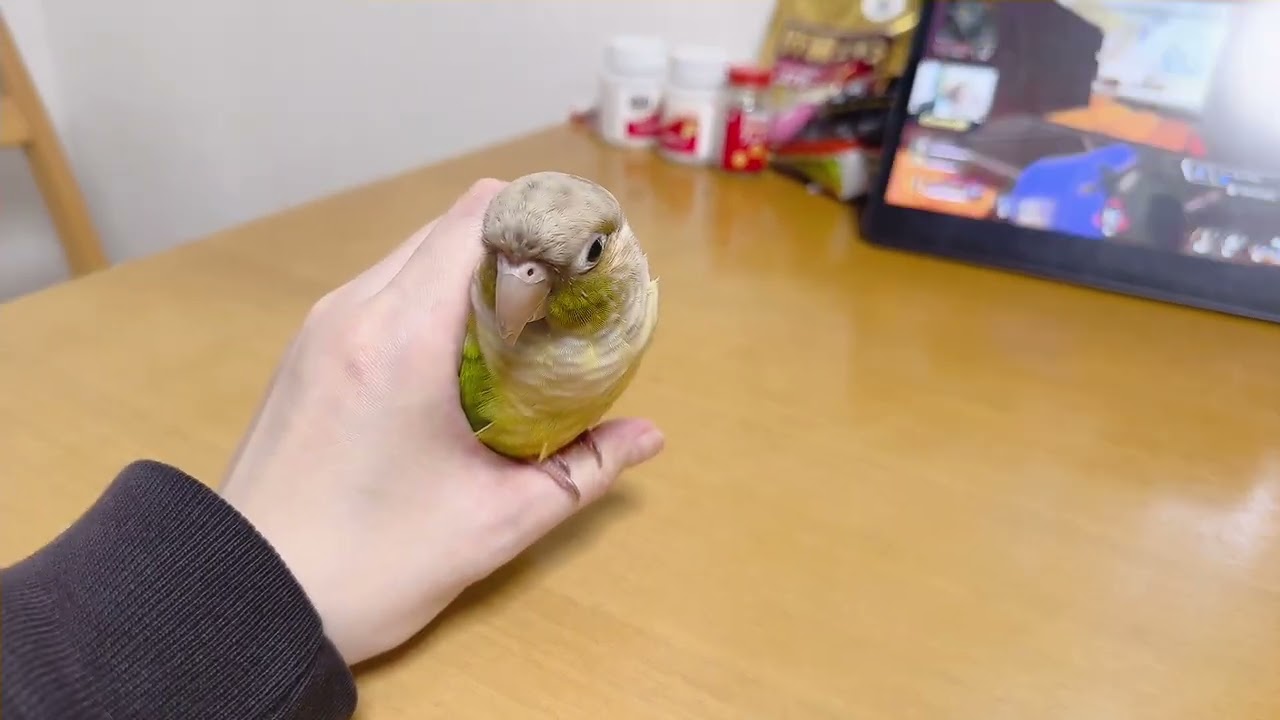 手に収まるウロコインコ