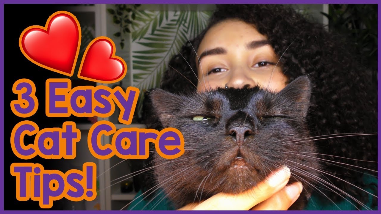 Cat Care 101 - The Basics of Caring for A Cat for Beginners!