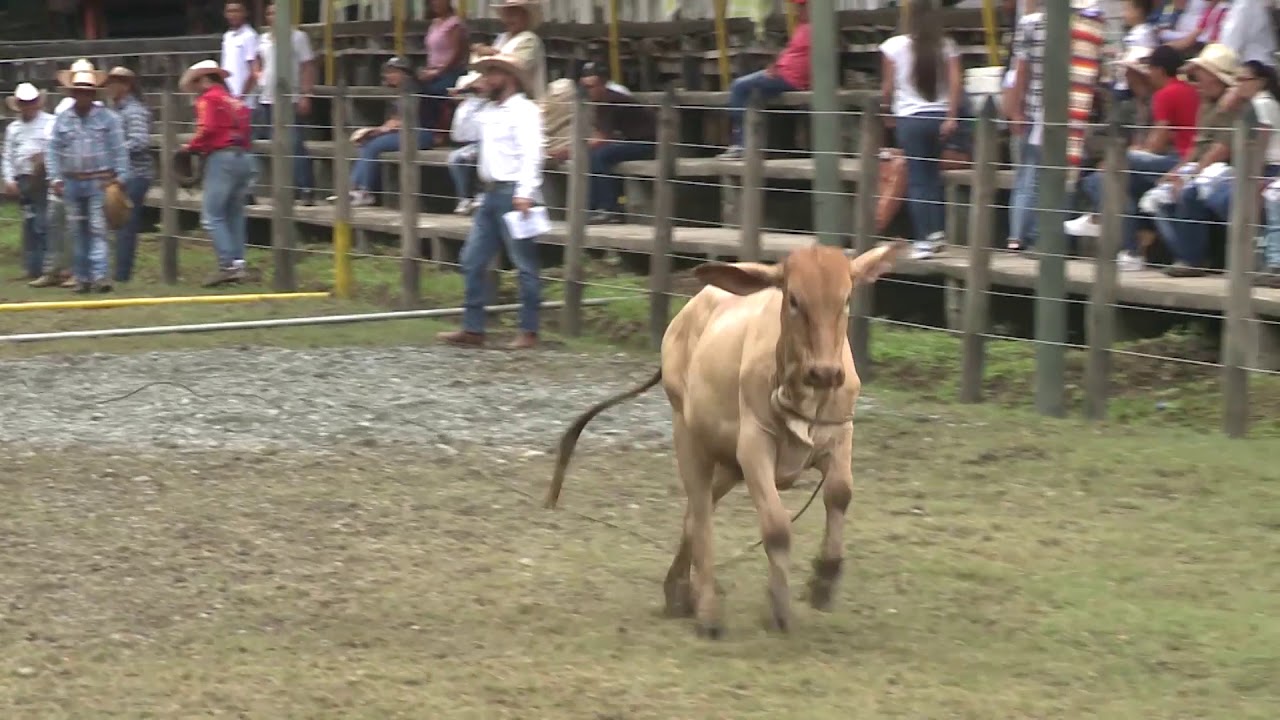 Vaquería La Pintada 2019, BLOQUE 3 PROGRAMA DICIEMBRE 22-19, La tierra, Los Animales y El Hombre