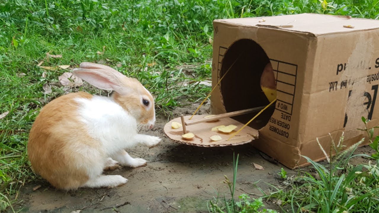 Easy wild Rabbit Trap Make From Cardboard Box - Fantastic Method wild Rabbit Trap..