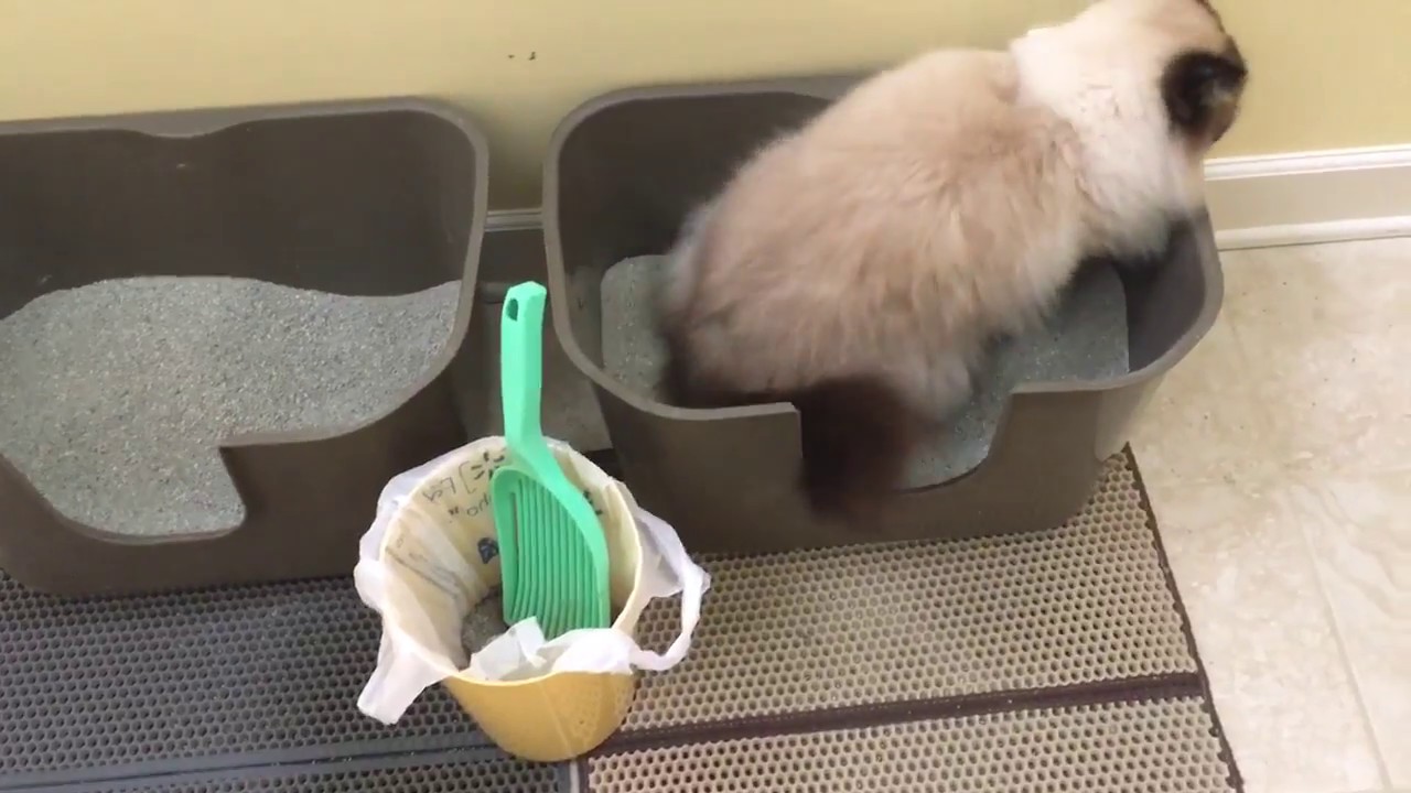 Ragdoll Cat's Litter Box Set Up - NVR Miss Litterboxes, Litter Lifter and WooPet! Cat Litter Mats