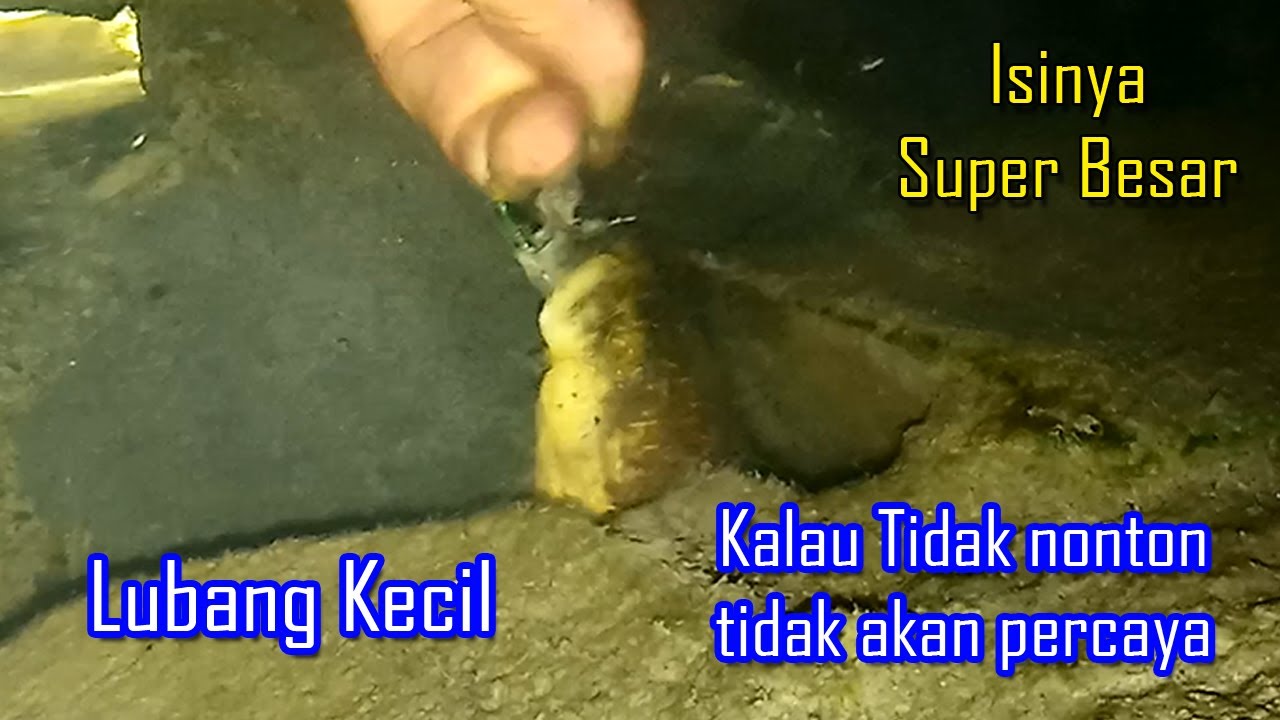 Lagi dan Lagi Mancing Belut Super Besar di Lubang Pondasi