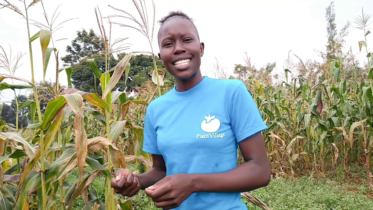 How to control Striga weeds using Push-Pull technology
