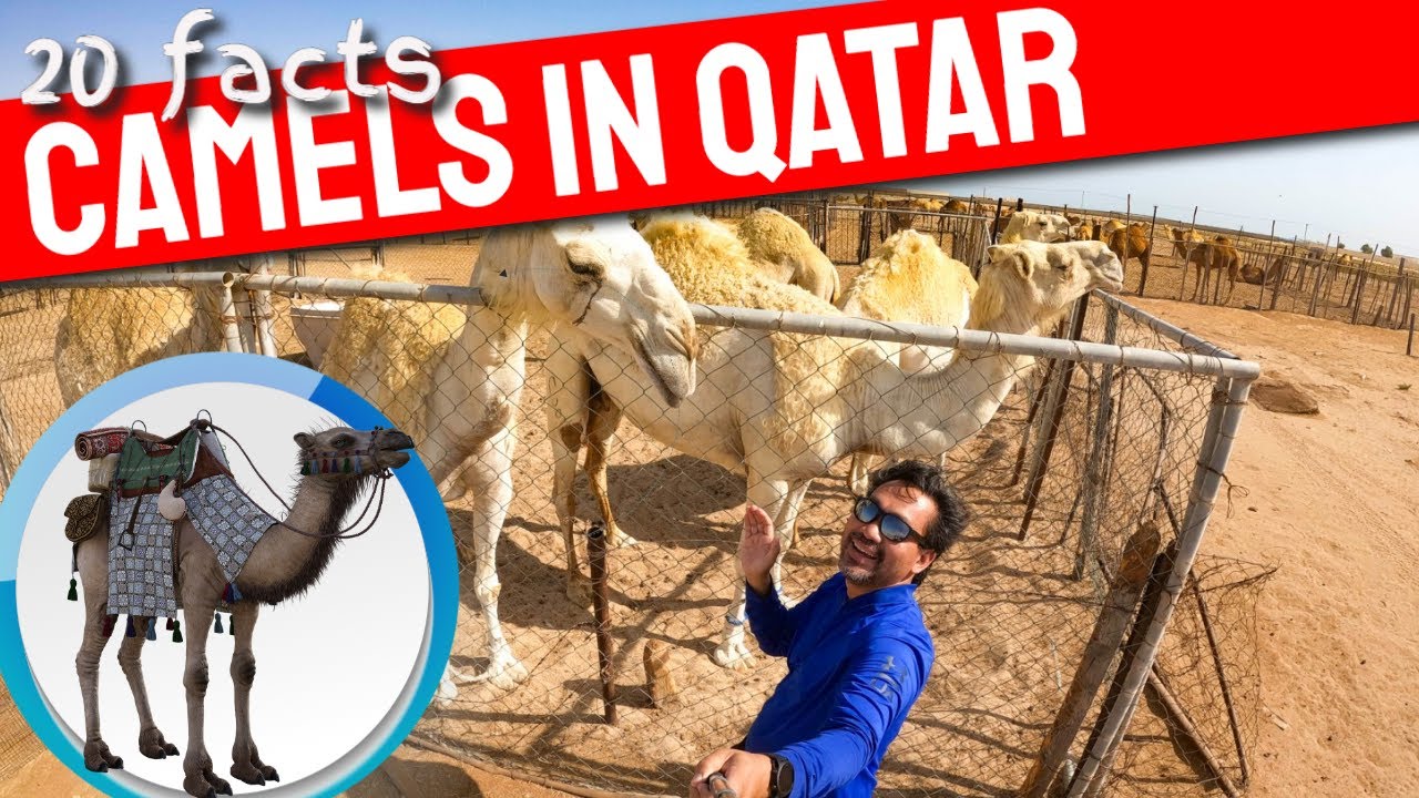 [4K] 20 fun facts about Camels in Doha Qatar
