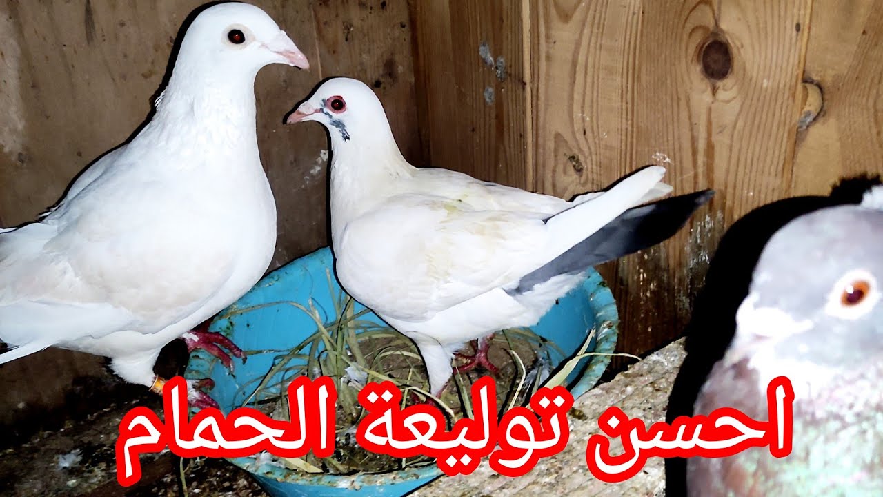 احسن توليعة الحمام 😱😯 أو توليعة في الحمام مرحبا بكم جميعا 