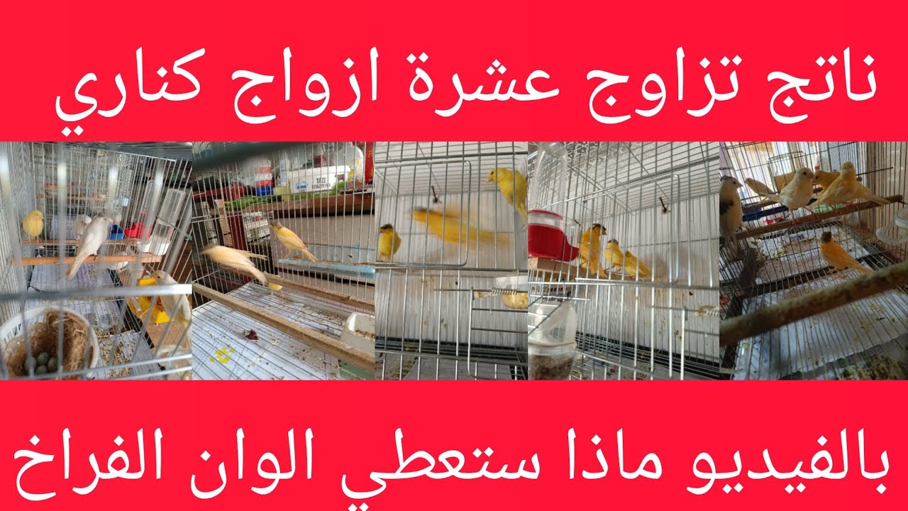 @refugiomental6032 ماذا نتج ألوان عن تطبيق عشرة ازواج كناري