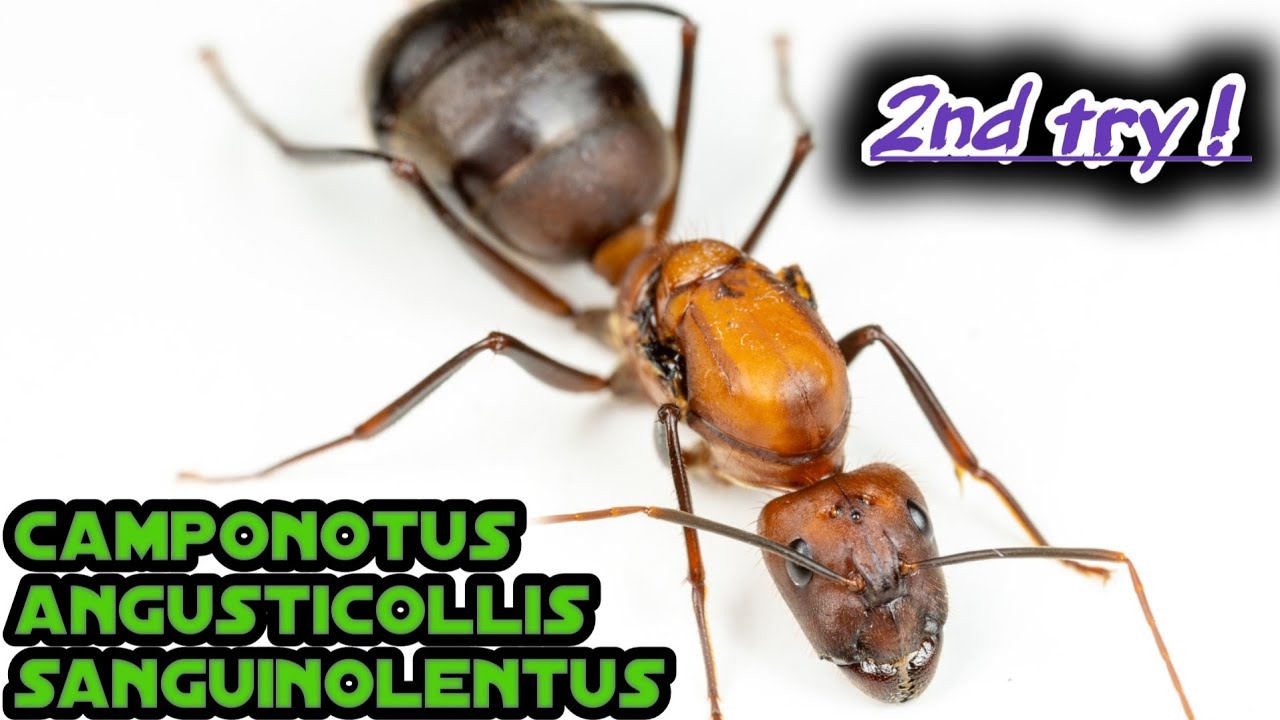 Camponotus angusticollis sanguinolentus, my new colony!