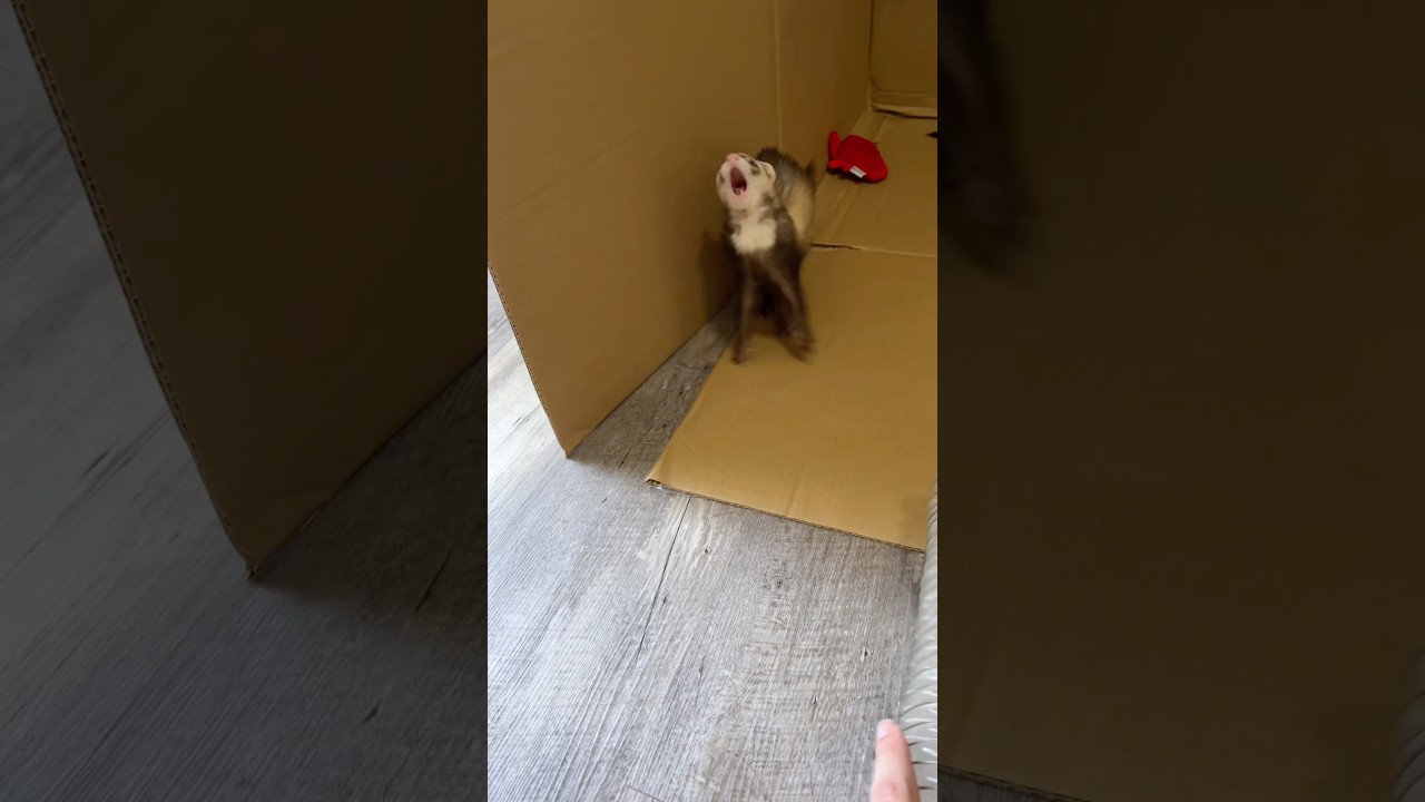 Ferrets literally pass out randomly#ferret #huron #petferret #ferrets #ferretsoftiktok