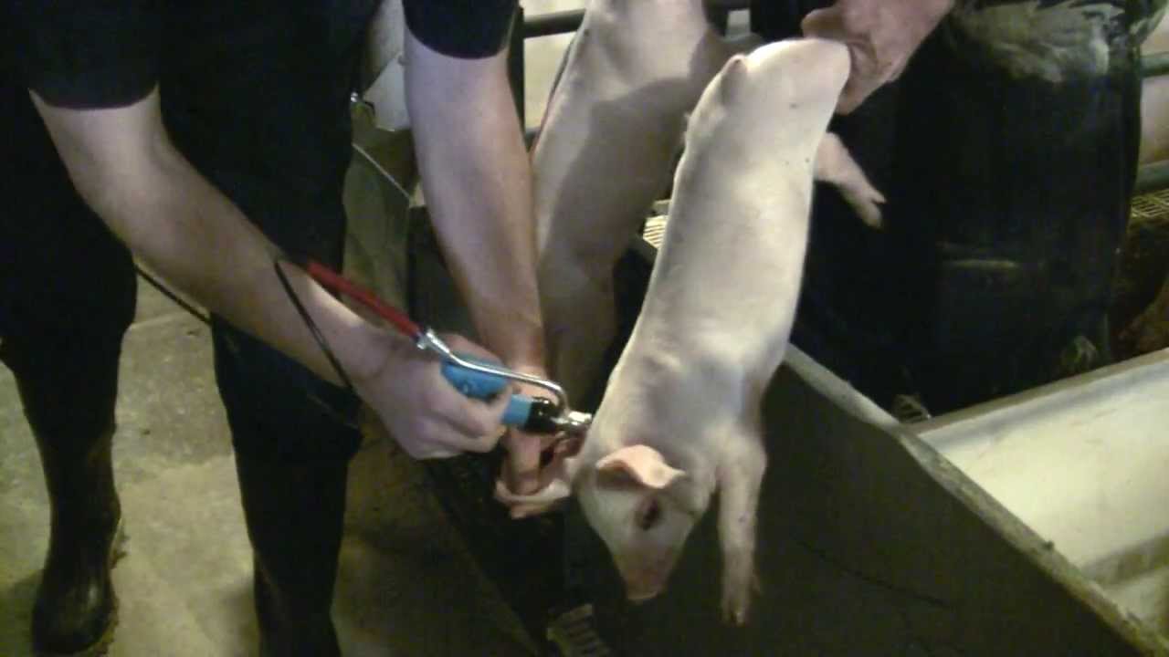 Pulse NeedleFree Systems Swine Vaccination Video (3.45 seconds, HD)