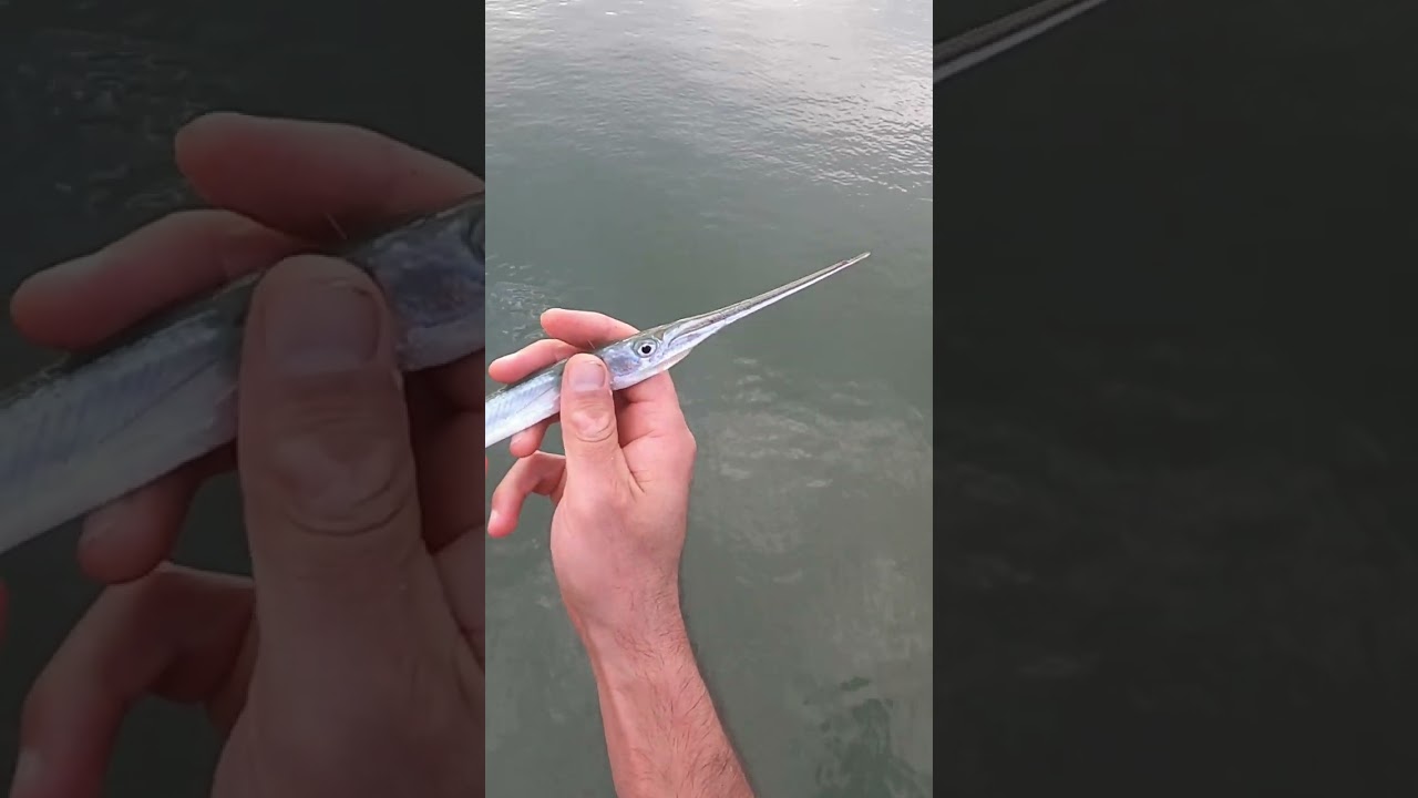 Toothiest And Coolest Fish? #Shorts #fishingwithjohnnyfishalot #needlefish